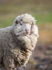 Merino sheep. Sheep farming of great economic importance to the Falkland Islands, Volunteer Point Art Print